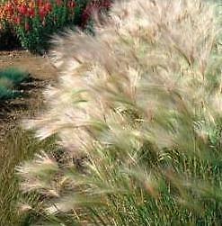 Hordeum Green Cat Grass 500 seeds