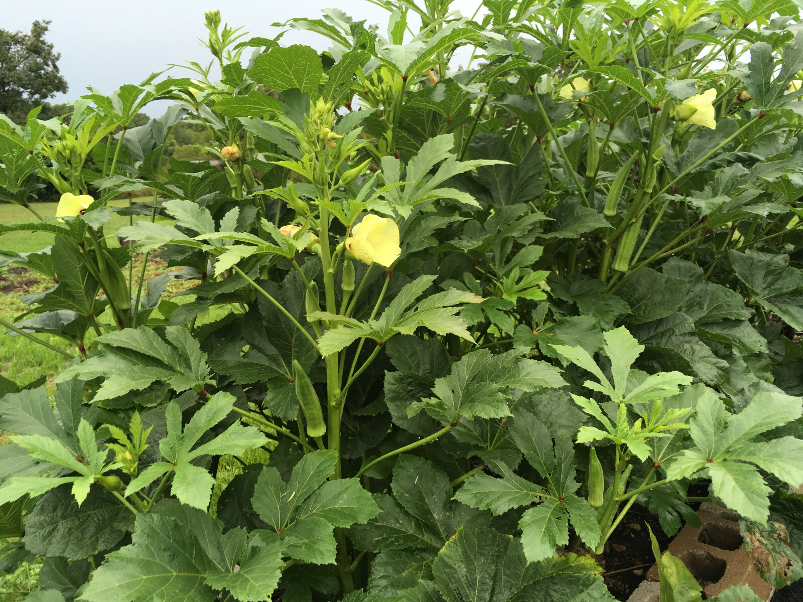 30 CLEMSON SPINLESS OKRA SEEDS. FRESH HARVEST FOR GARDENS US SELLER