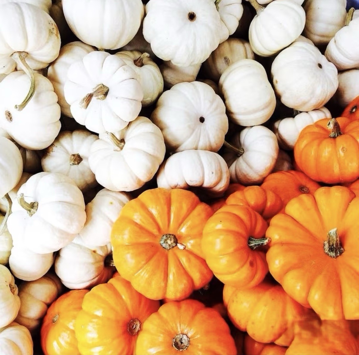 20 Mini Pumpkin Mix Seeds. Organic. USA Seeds. Ships free