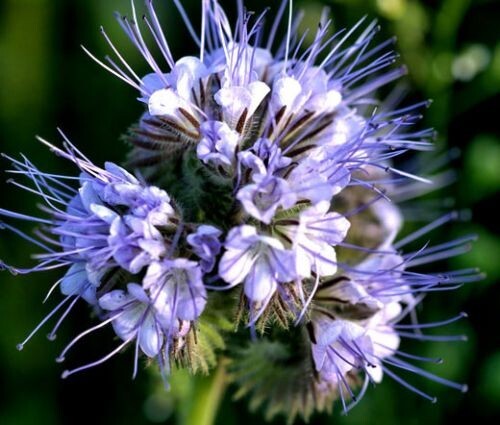 Purple Lacy Tansy Flower 500 Seeds USA Seller