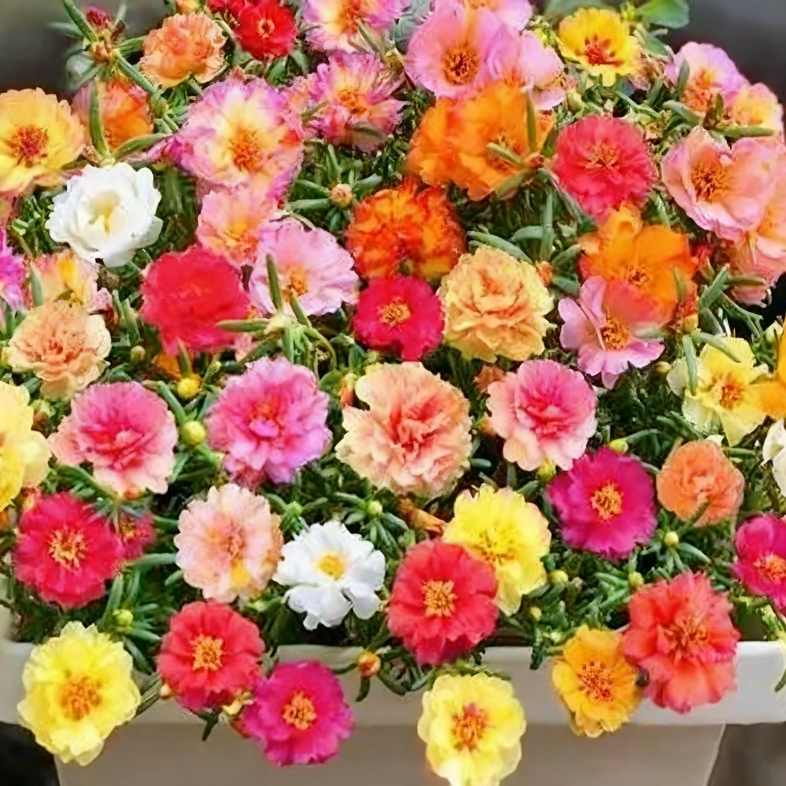 Mixed Color Portulaca Grandiflora Seeds, 20000 Double Moss Rose Seeds for Pla…