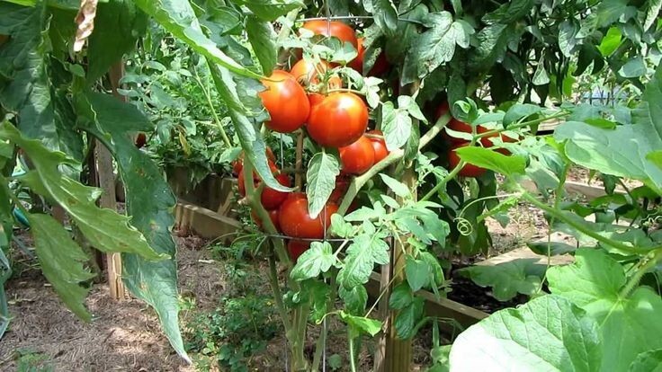 10+ Homestead Tomato Seeds – HEIRLOOM – NON GMO – ORGANIC —- DROUGHT RESISTENT