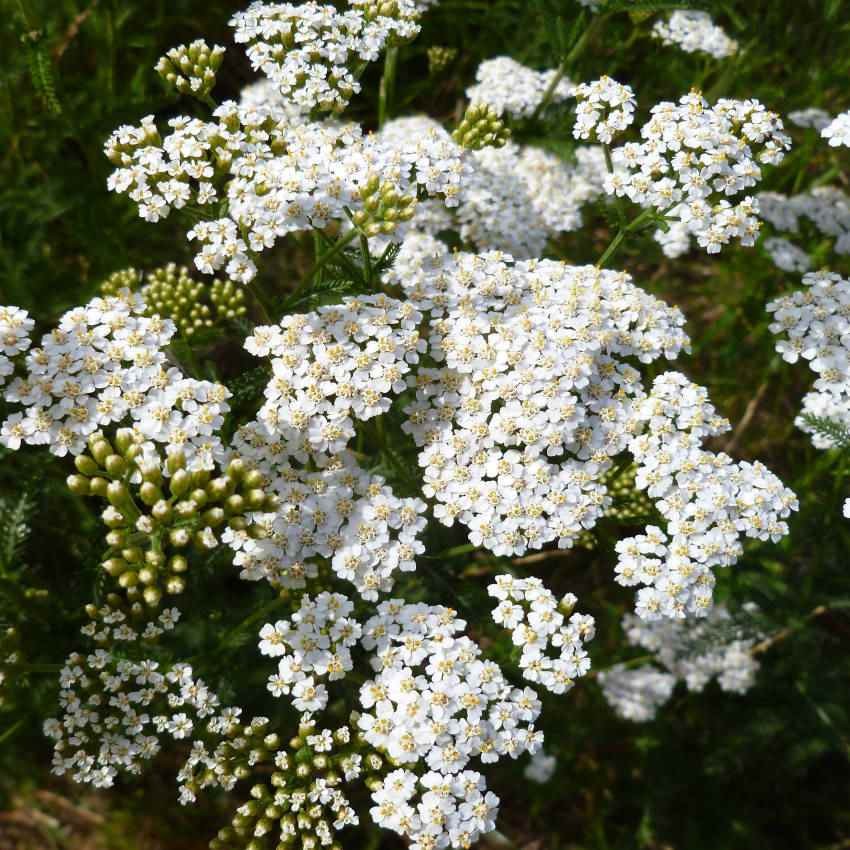 5000 Seeds Achillea White Yarrow Seeds For Planting | Yarrow Wild Flower Seeds