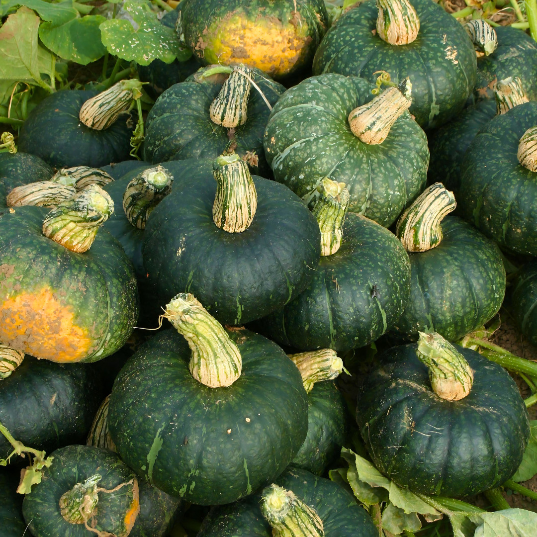 Fresh Japanese Kabocha Pumpkin 10 Seeds | Heirloom | Non-GMO | Asian Vegetables