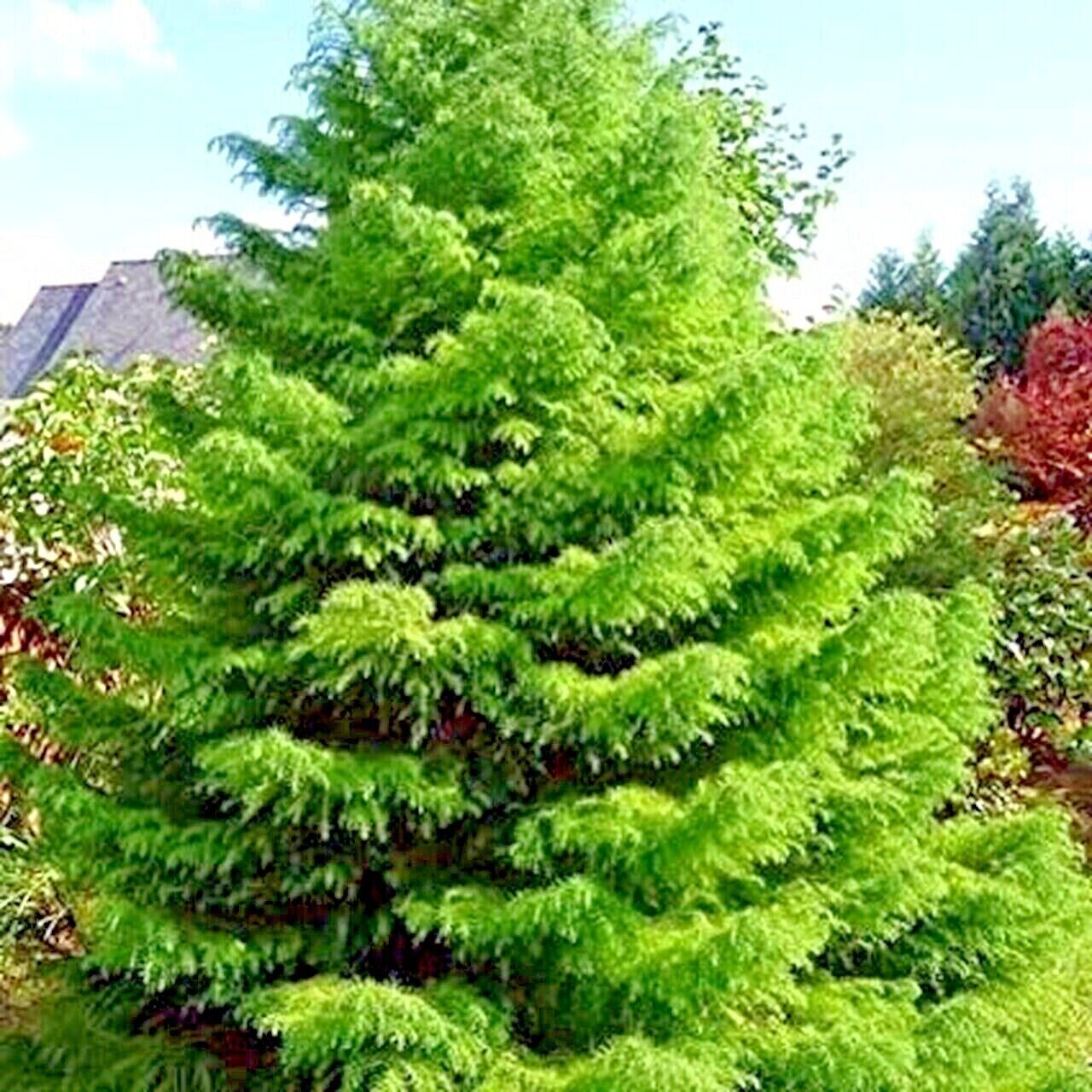 Japanese Red Cedar Tree Seeds (Cryptomeria japonica) Sugi Evergreen or Bonsai
