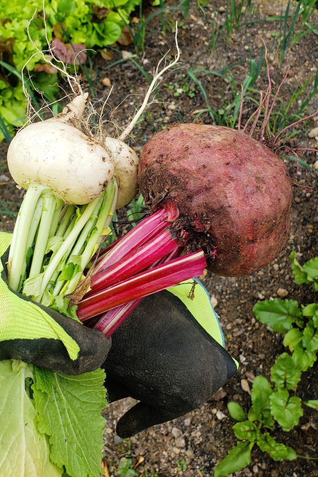250 PIATTA D’EGITTO BEET Italian Heirloom Beta Vulgaris Cicla Vegetable Seeds