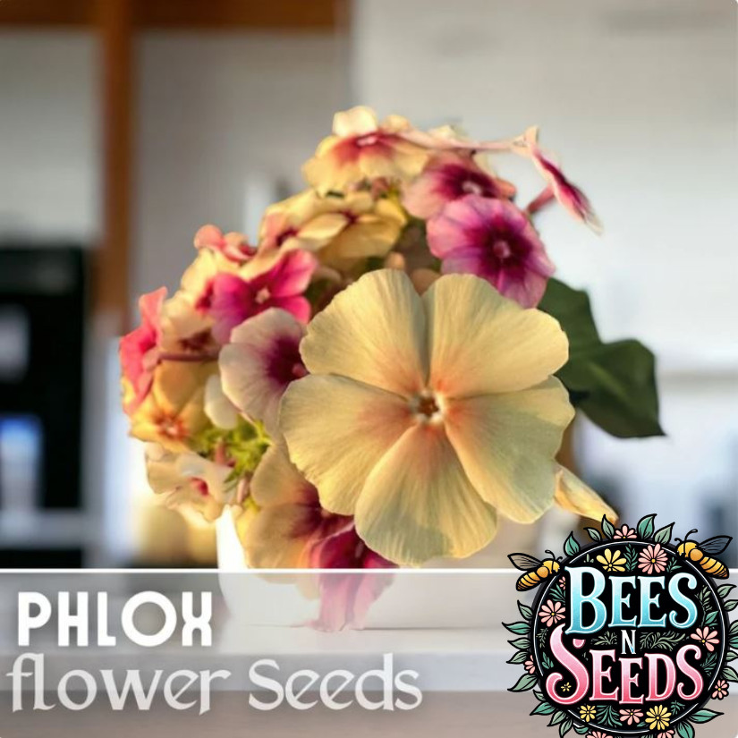 Phlox Seeds – 125 Seeds – Cherry Caramel – Garden Bloom Annual Flower Seeds