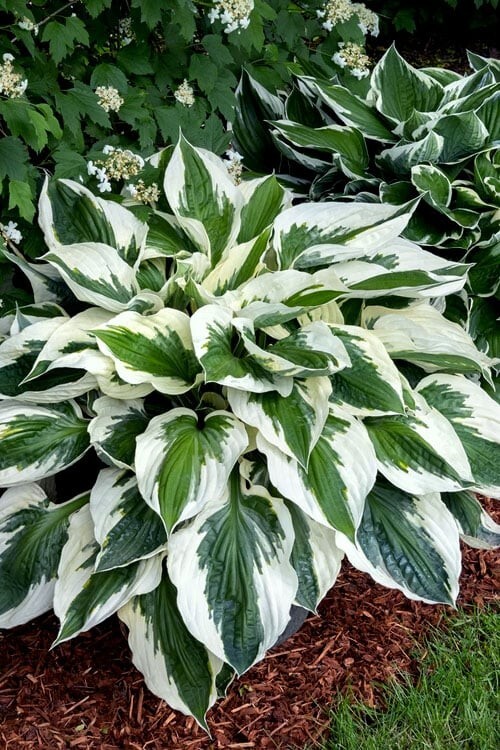 1 – MINUTEMAN Hosta Bare Root Plant – Heat Tolerant Perennial – SPRING SHIPPING