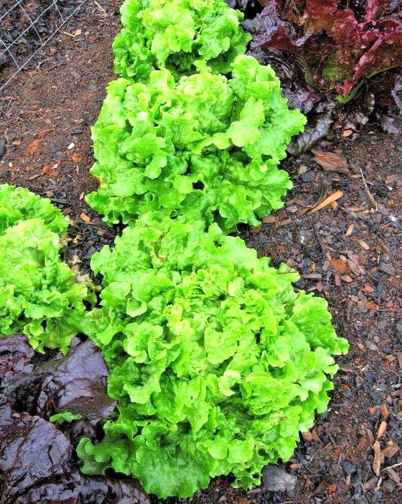 601+GREEN ICE Lettuce Seeds Organic Vegetable Spring Fall Garden Container Easy