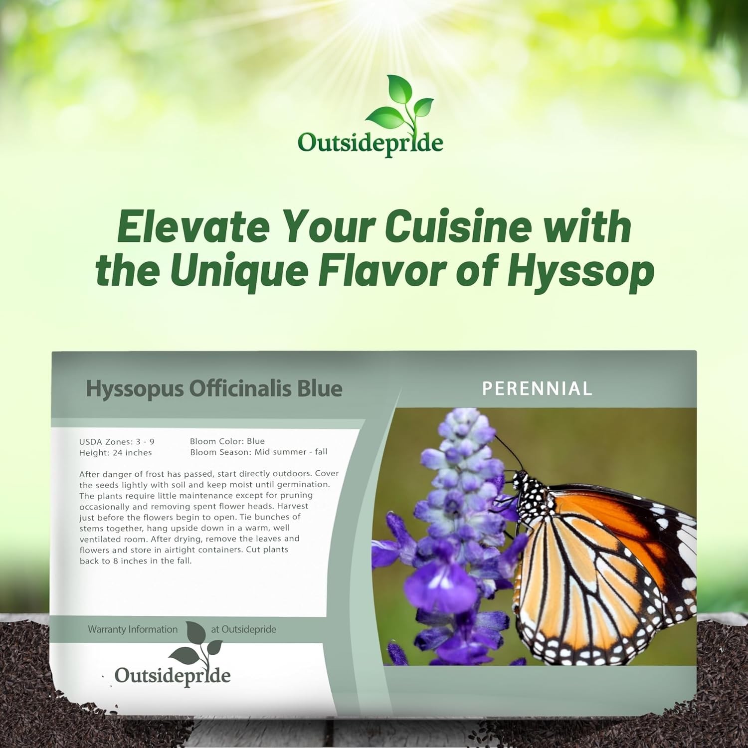 1000 Seeds Hyssop Seed – Blue Hyssopus Officinalis Herb Seeds