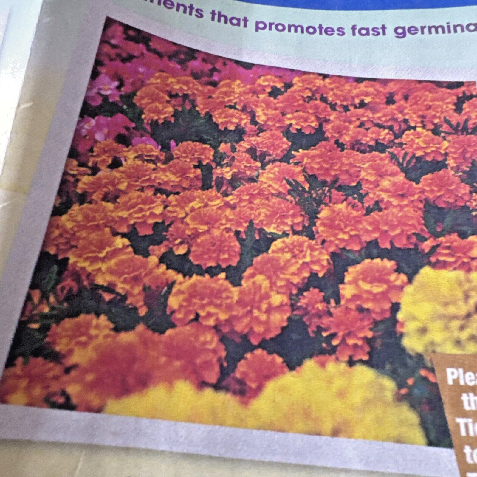 NEW 2Pk Roll Out Flowers Annuals MARIGOLD Garden GROWS 6″ -24″ T Full Sun