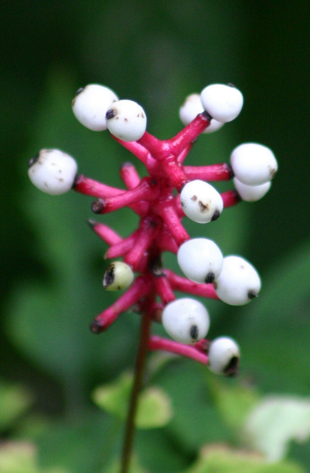 5 Dolls Eye Baneberry / White Cohosh PREMIUM NATIVE bulb root WILDFLOWER