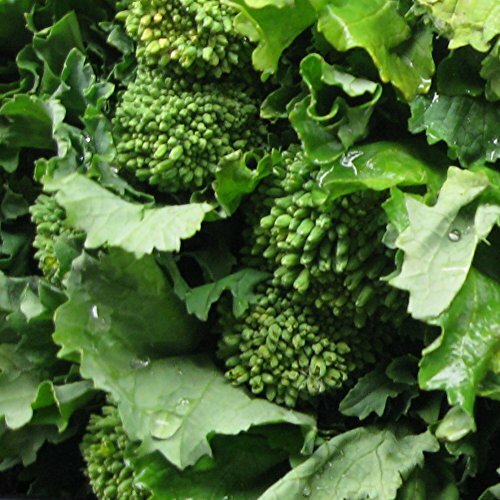 Broccoli Raab Great Heirloom Vegetable By Seed Kingdom 1 Lb Seeds