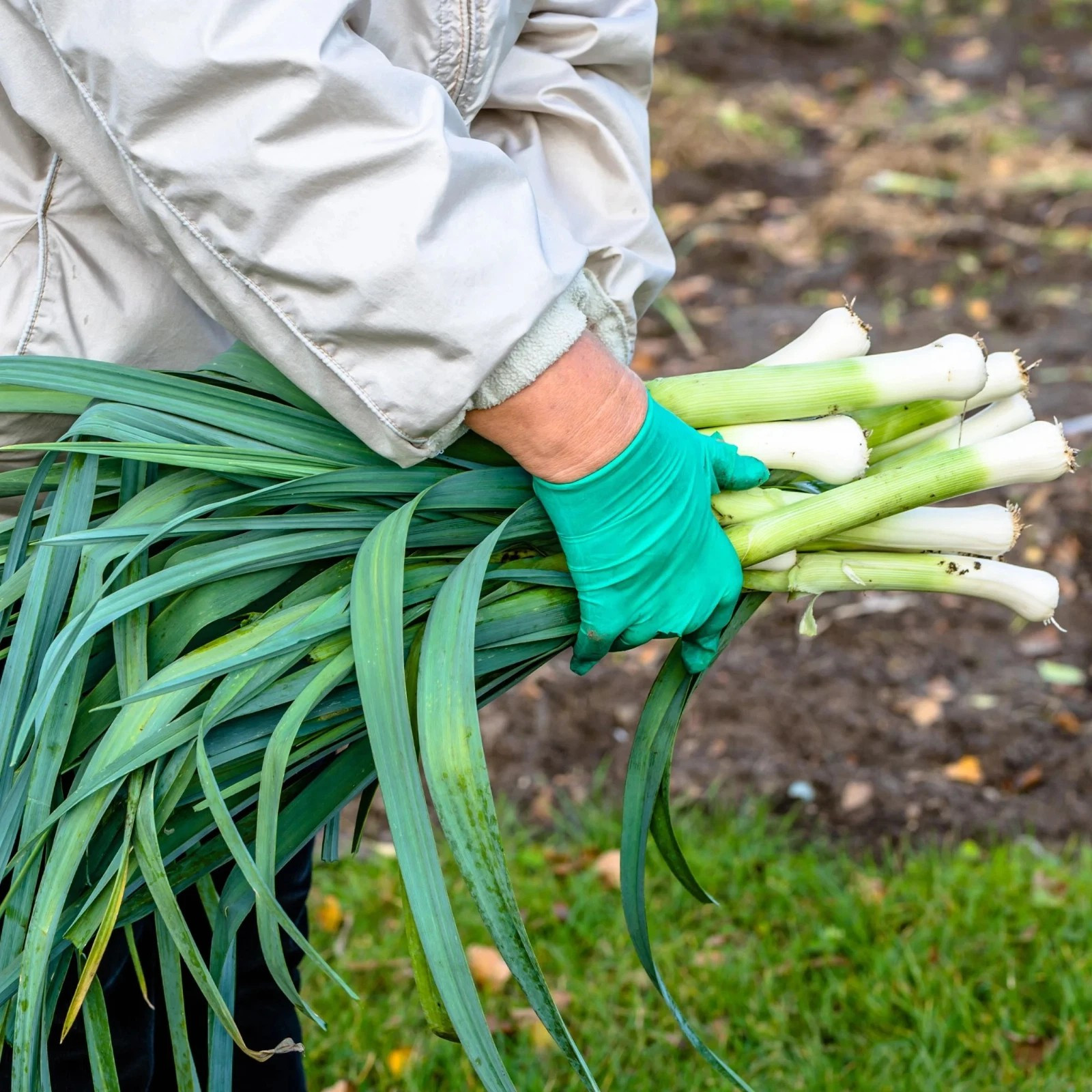 250+ CARANTAN LEEK SEEDS — LARGE ——— HEIRLOOM