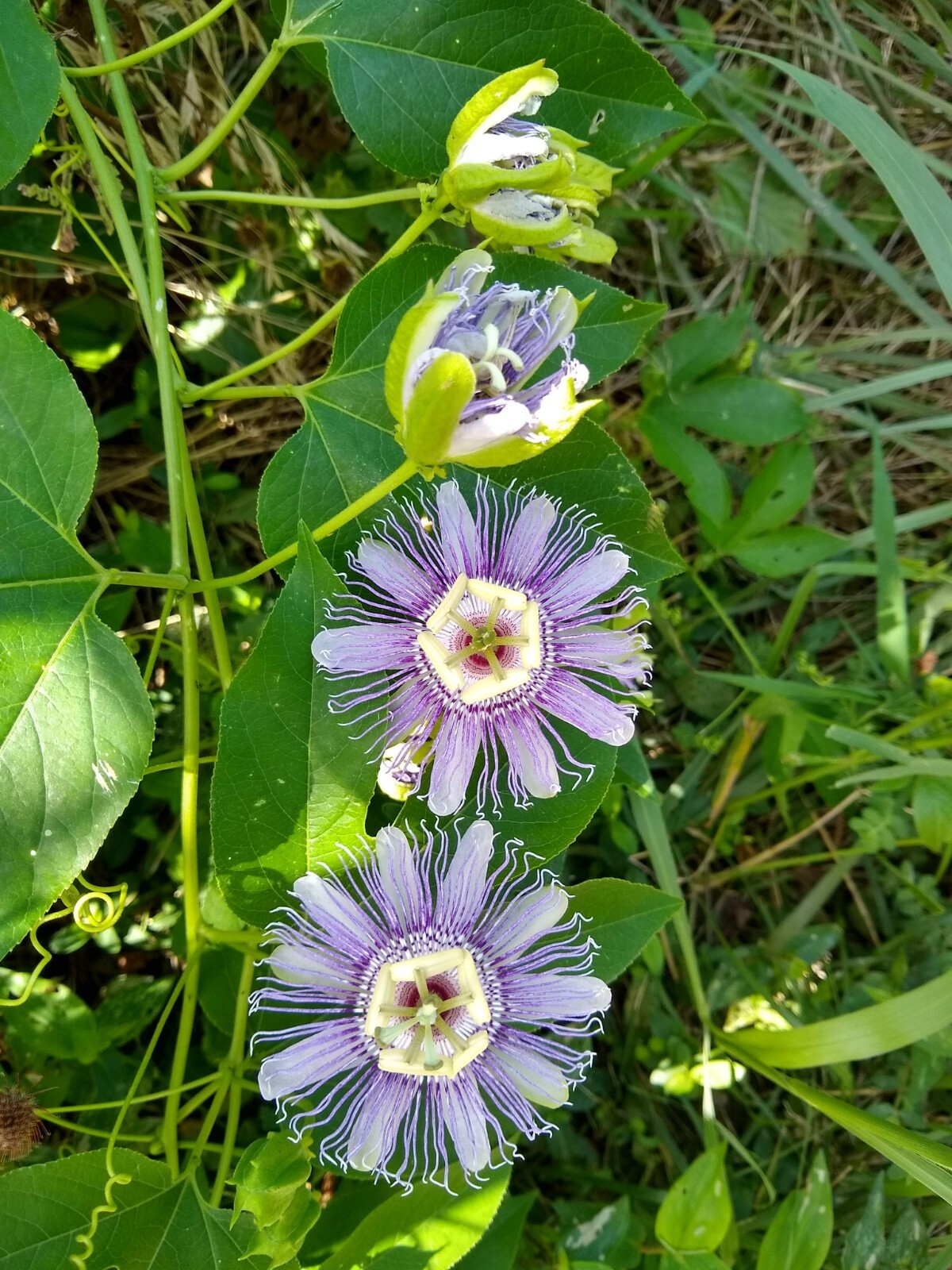 Maypop seeds (Passiflora incarnata) Hardy Passion Flower ~ Native Fruit