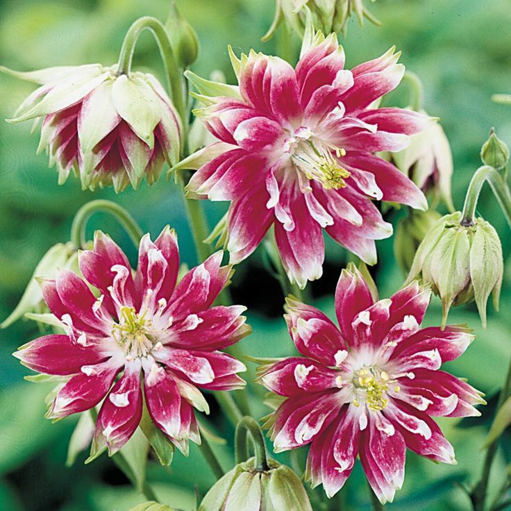 125 Columbine Nora Barlow Perennial Seeds of The Brooklyn Botanical Garden Club!