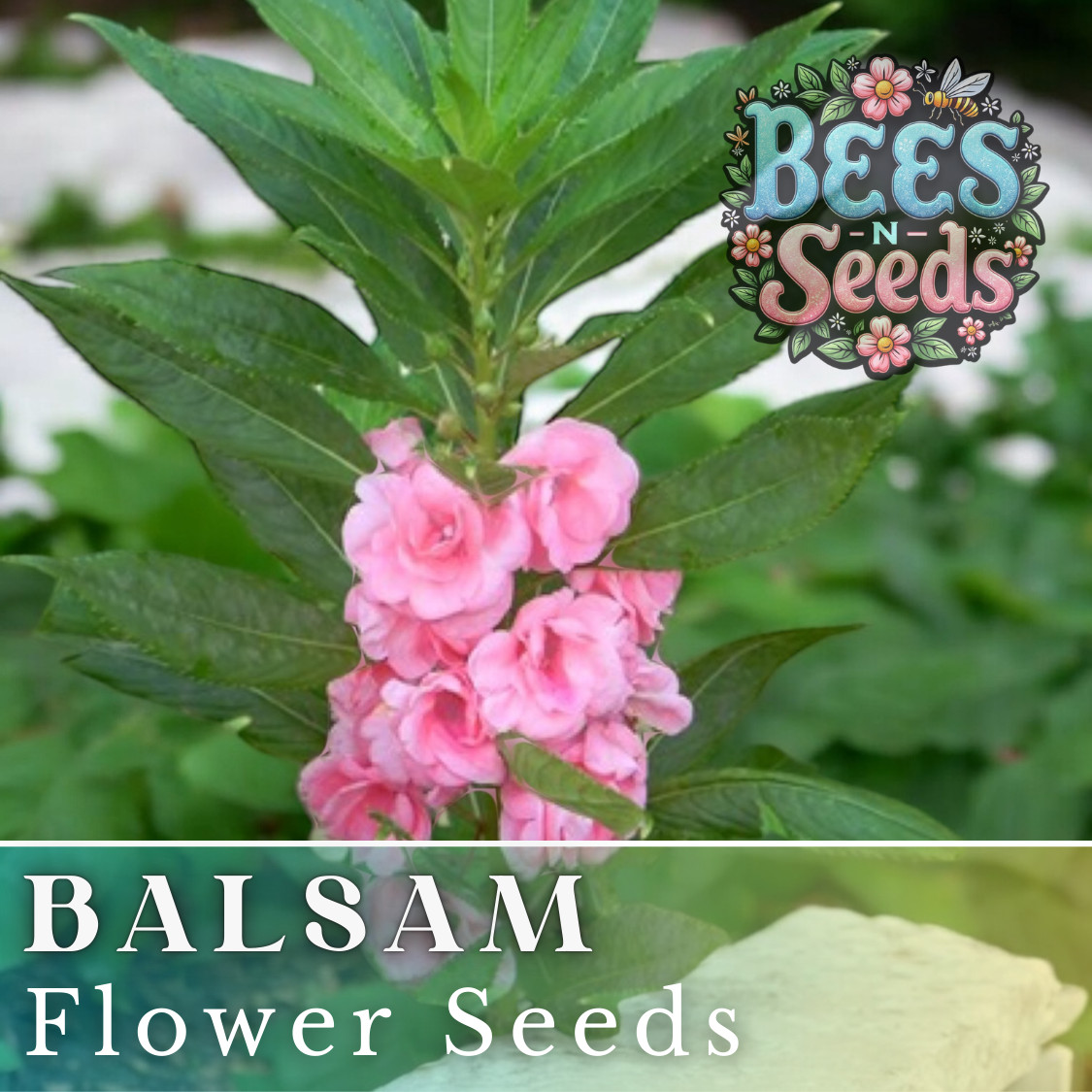 Balsam Seeds 75 Seeds Flower Seeds, Impatiens, Balsamina, Garden Patio Container