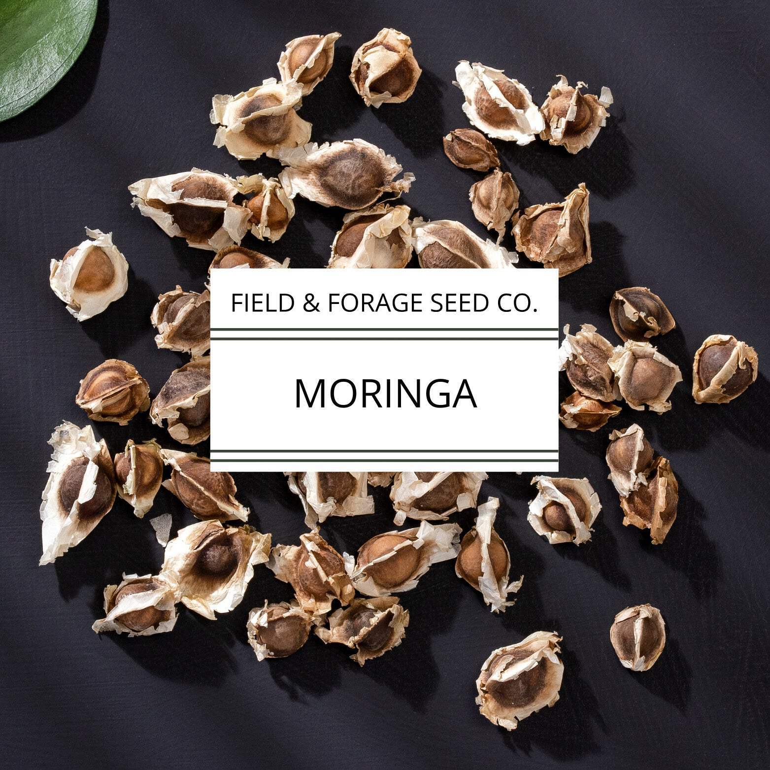 Moringa | Moringa oleifera | Heirloom | Non-GMO | 15 Seeds