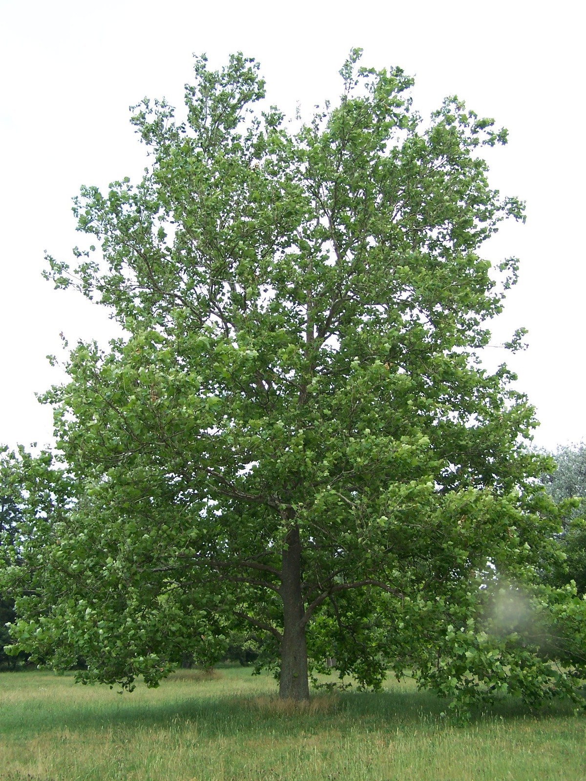 American Sycamore (Platanus occidentalis), 100 seeds