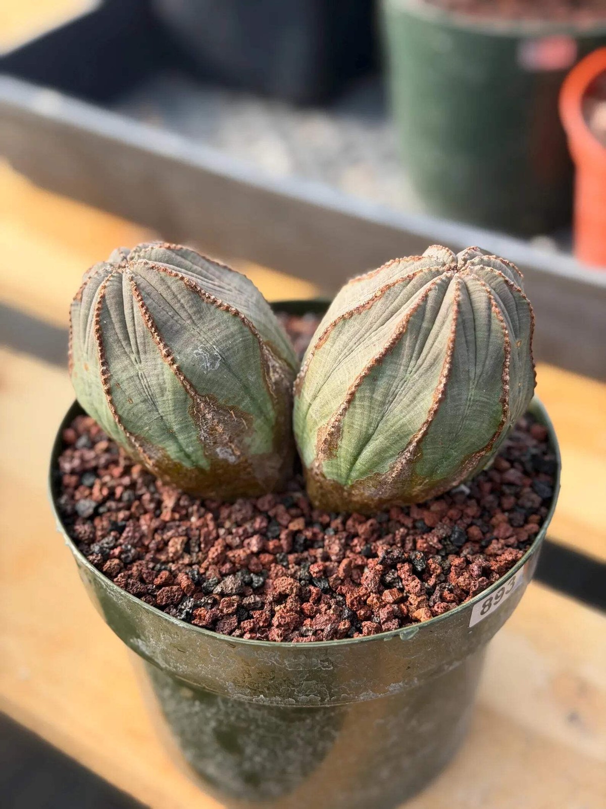 Large Euphorbia Obesa Double Heads | Rare Succulent | Seed‑Grown Live Cactus Pla