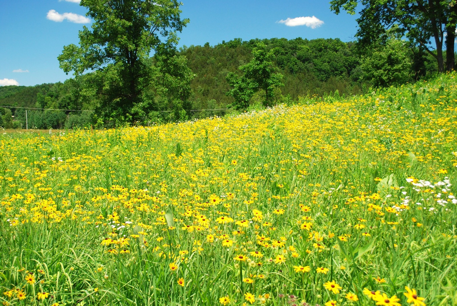 Black Eyed Susan Seeds | Yellow Perennial Daisy Sunflower Wild Flower Seed 2024