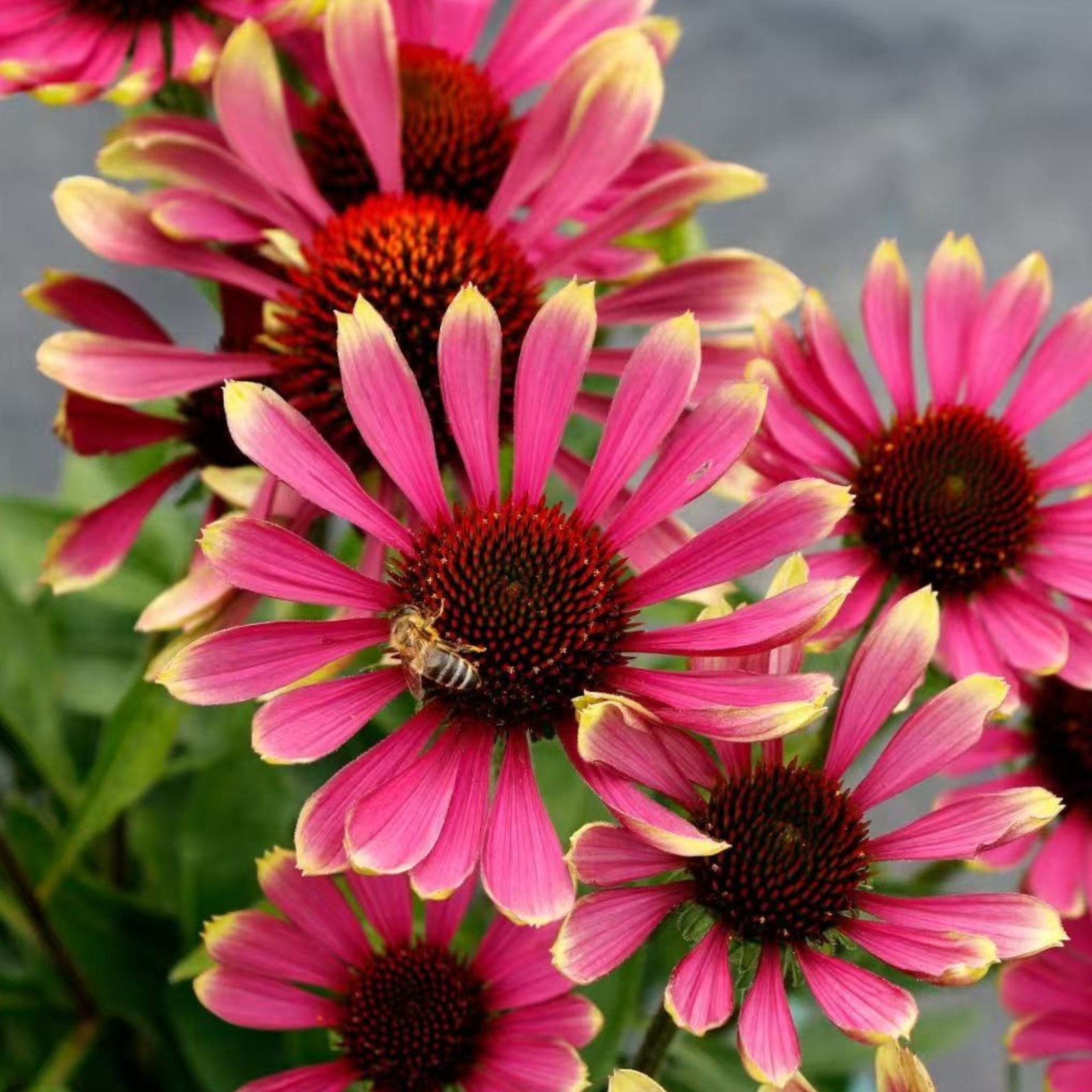 100 Pink Coneflower Seeds – Long-Blooming Perennial for Pollinator Gardens