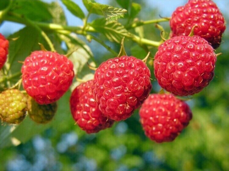 GIANT SWEET TULAMEEN RASPBERRY 100 SEEDS MEDICINAL ANTIOXIDANT FIBRE