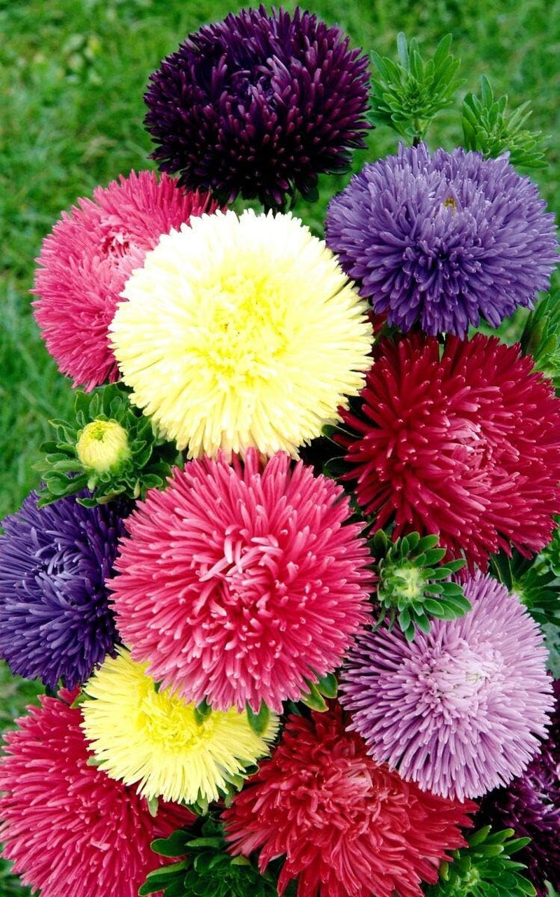 Seeds Aster Pompon Mix Giant Flower Annual Outdoor Garden Cut for Planting Non G
