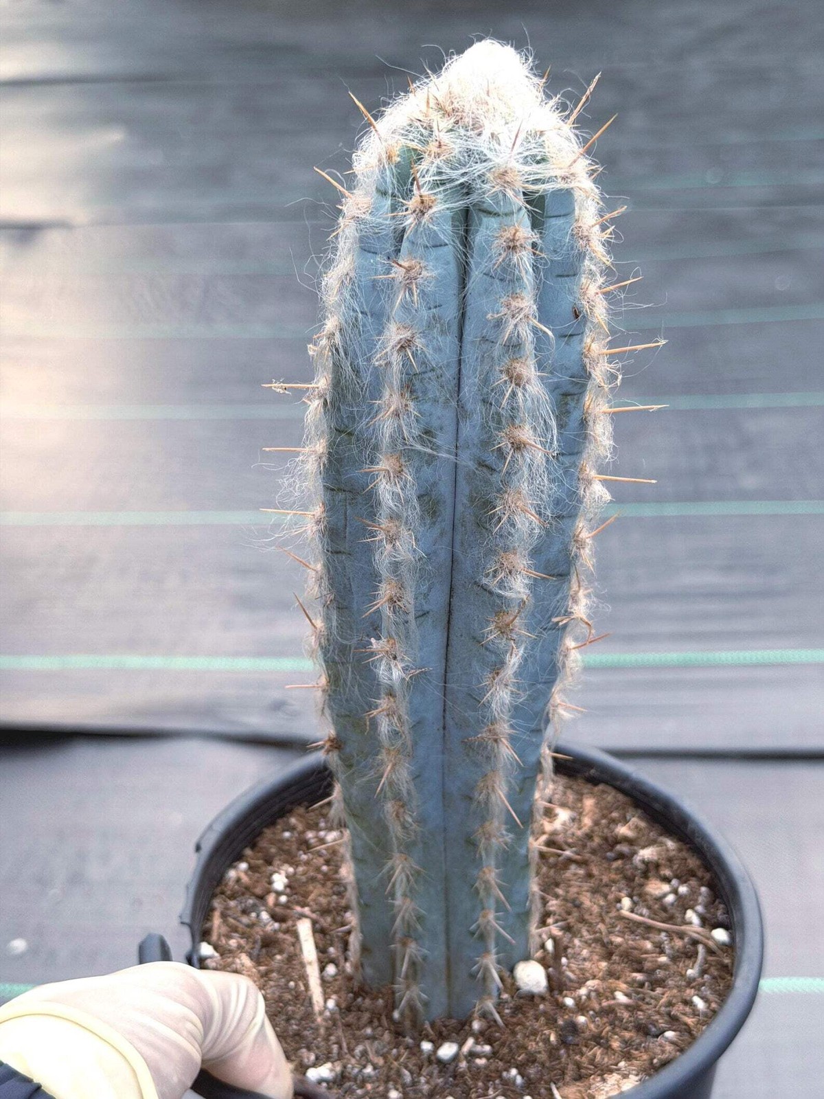 Blue Pilosocereus Pachycladus – Rare Live Cactus | 9″ Tall Columnar Specimen