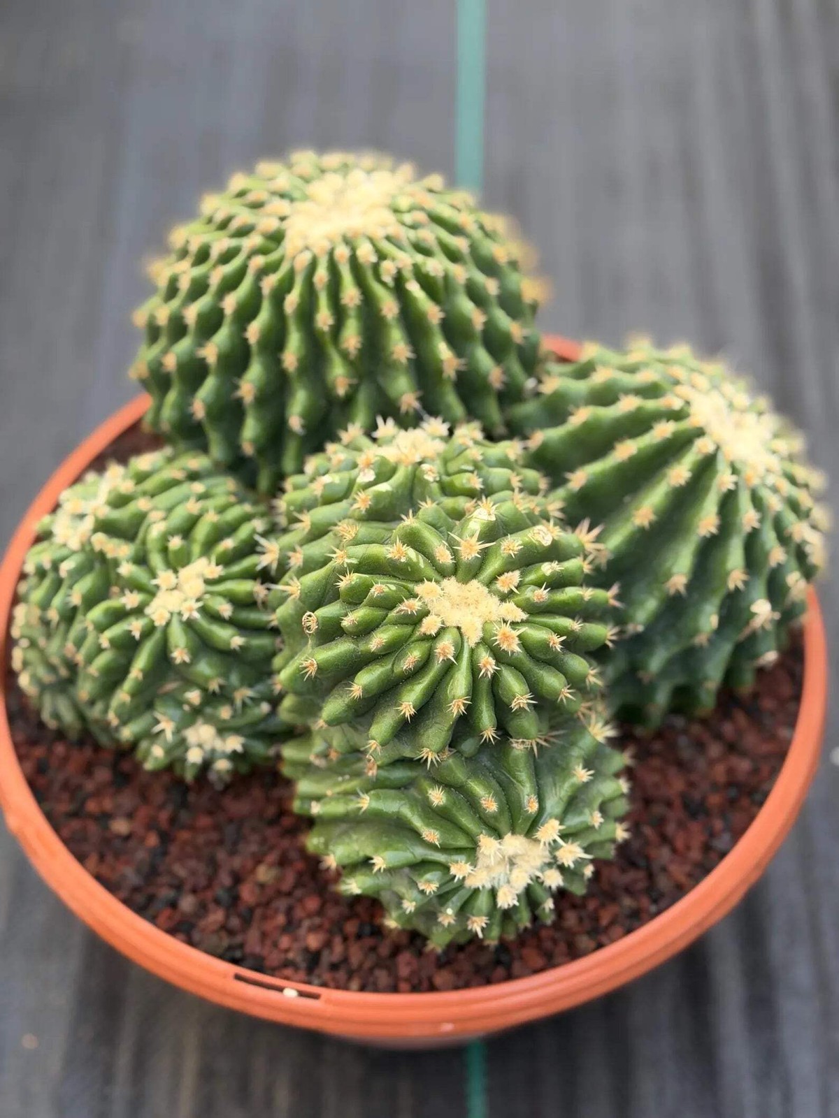 Crested Echinocactus Grusonii Inermis | Rare Short Spine Cluster Live Cactus