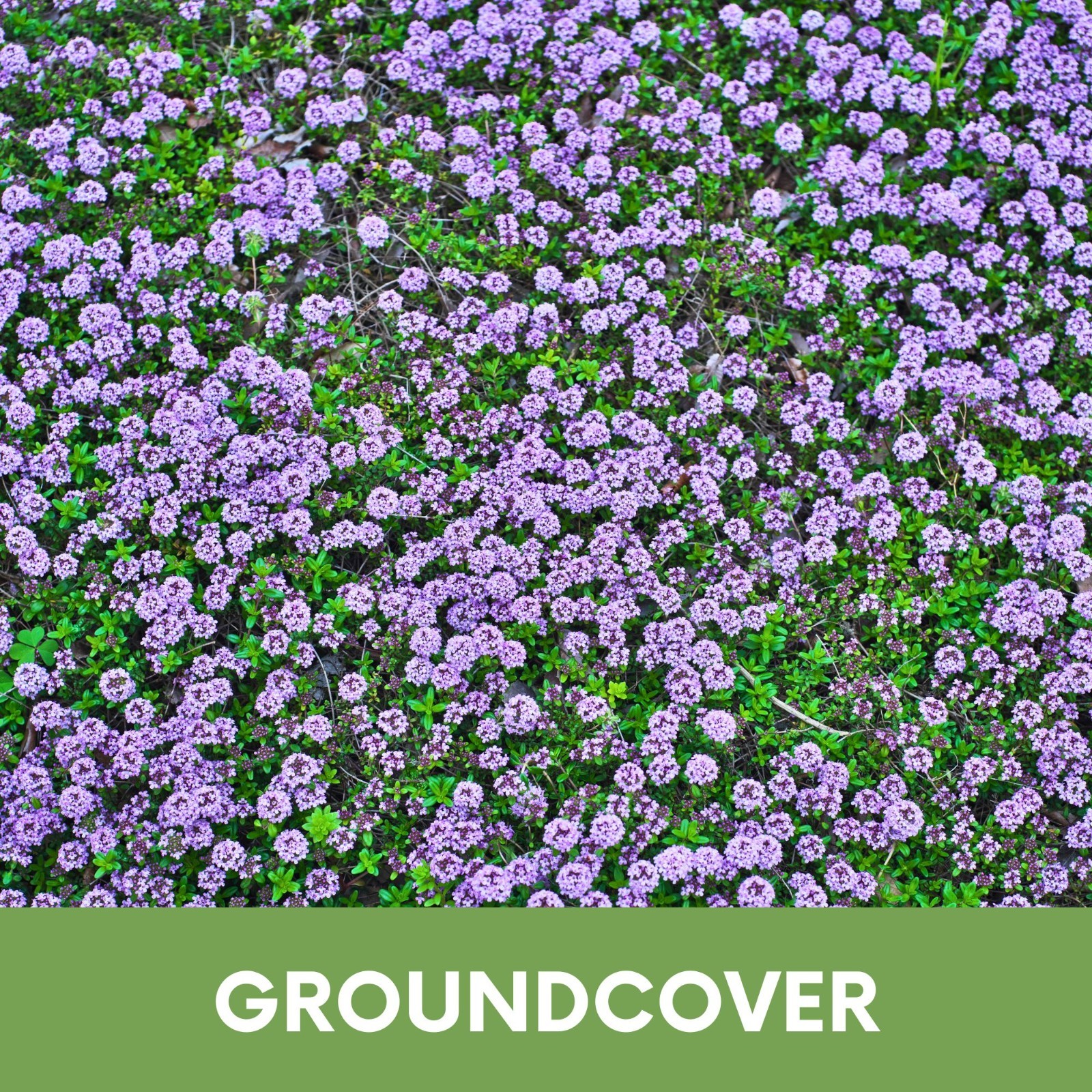 Flawn Seed Creeping Thyme, Pollinator Friendly, Low Maintenance, Ground Cover