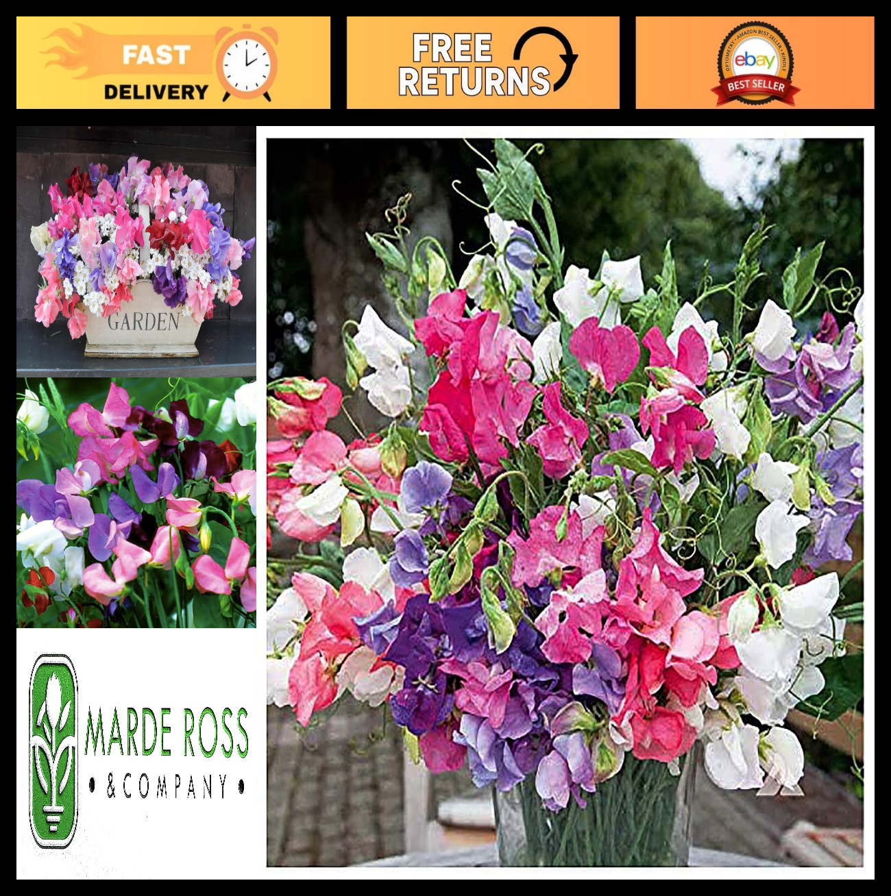 Sweet Pea Mixed Seeds – Dwarf Variety, 65 Seeds for Colorful Garden Blooms