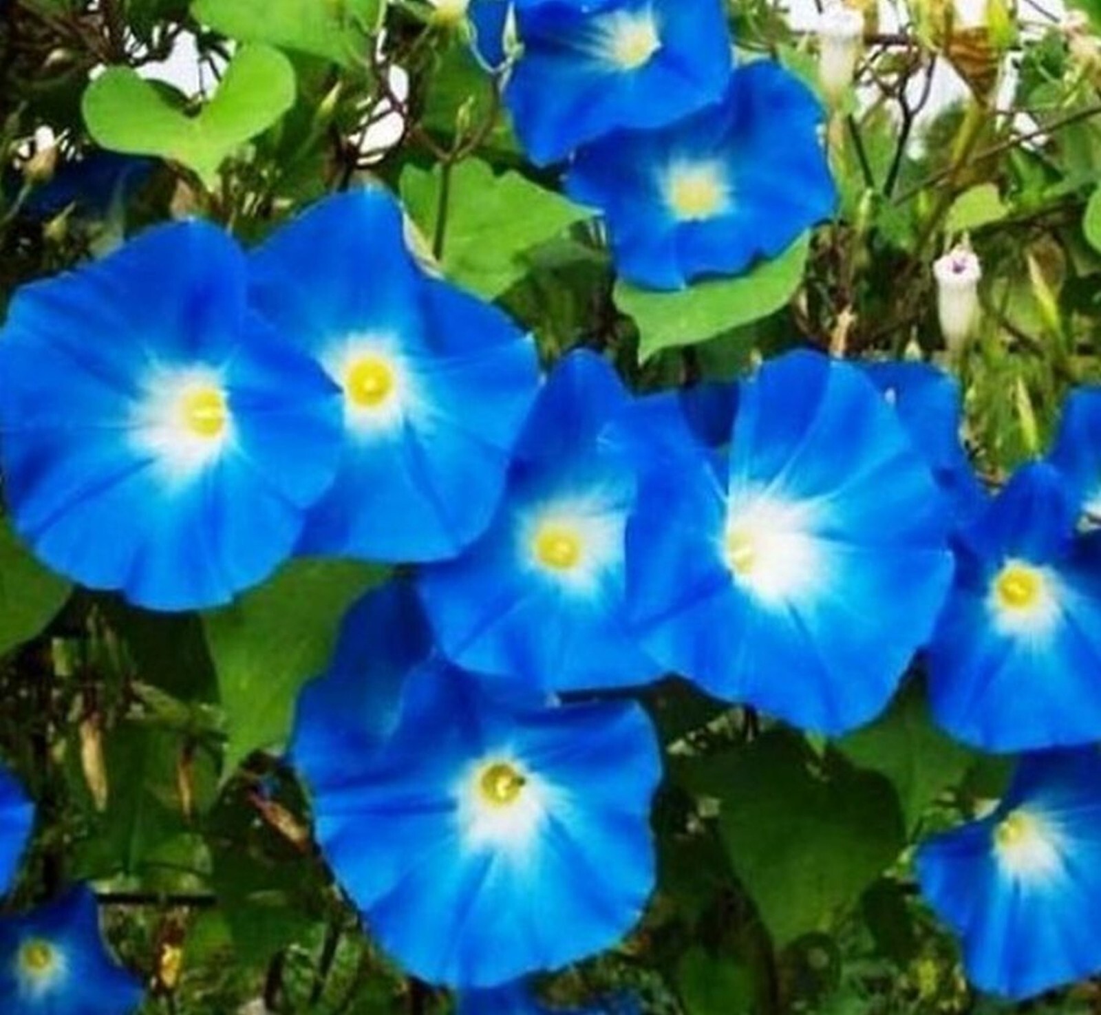 10 MORNING GLORY Seeds Heavenly Blue Ascending Vines Bell Flower Climbs Zone3-10