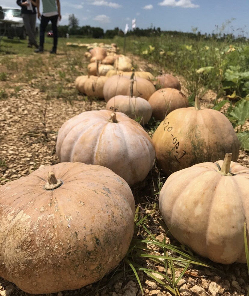 Calabaza (Pumpkin Seeds) 20 Seeds organic non gmo vegetable seeds