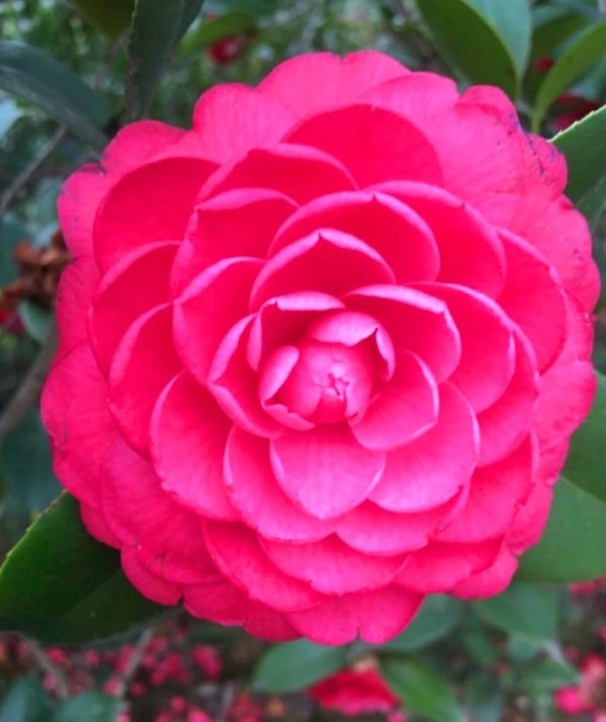 100PCS Double Camelia Impatiens Seeds Mixed Color Balsamina Impatiens Flower …