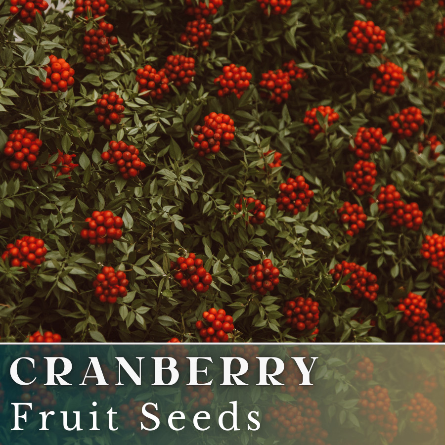 100 Cranberry Seeds (Vaccinium) USA Seller Fruit Seeds Berry Seeds GMO free