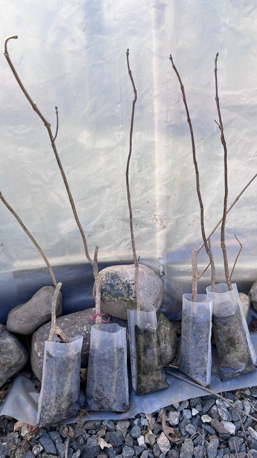 Catalpa speciosa , 2-3 year old , Northern catalpa, Cigar tree For Bonsai