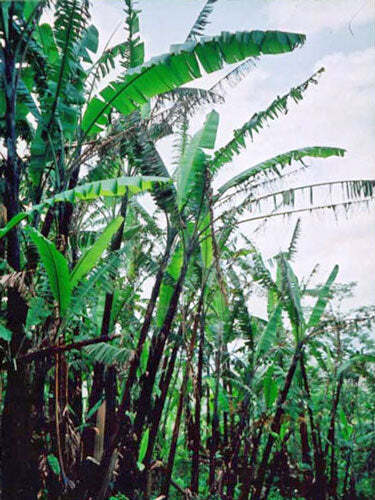 Musa cheesmanii | Cheesman’s Banana | 5 Seeds