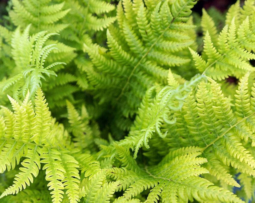 10 Hay Scented Fern Clumps of 10-12 Rhizomes – Dennstaedtia punctilobula