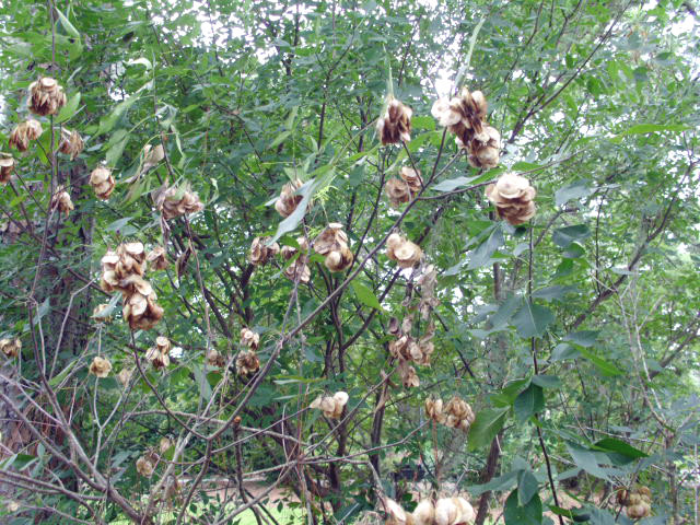 20 COMMON HOP TREE SEEDS – ptelea trifoliata