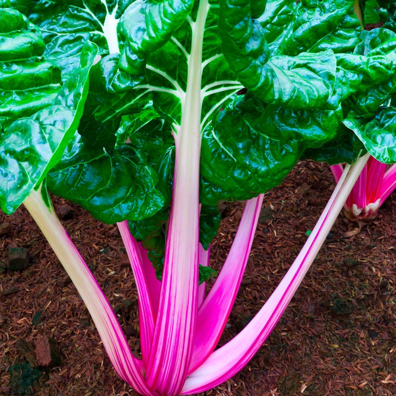 Pink Lipstick Swiss Chard Seeds 100 Ct Vegetable Garden Heirloom USA NON-GMO