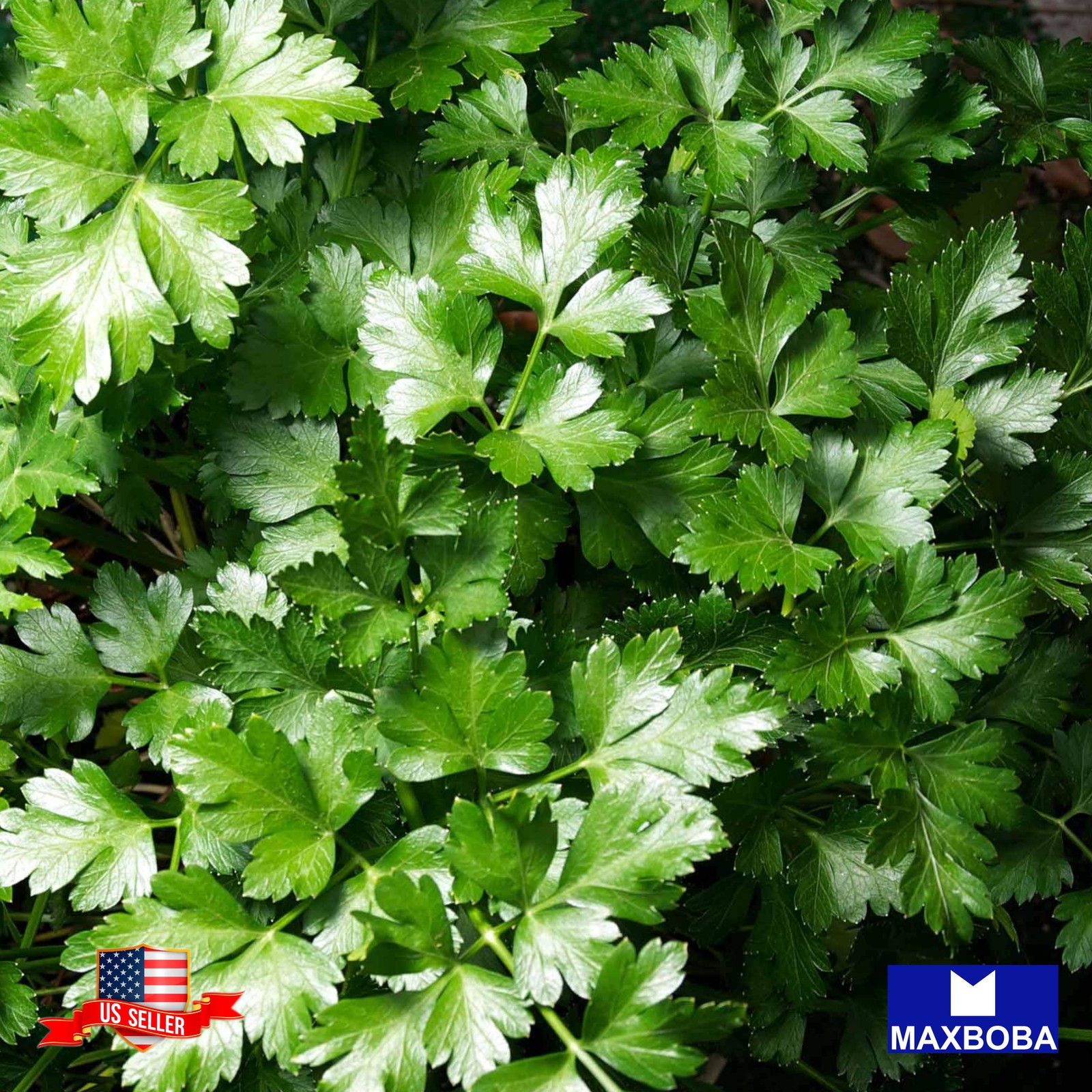 1000+ Parsley Seed Dark Green Italian Microgreens Heirloom Non-GMO BOGO 50% OFF
