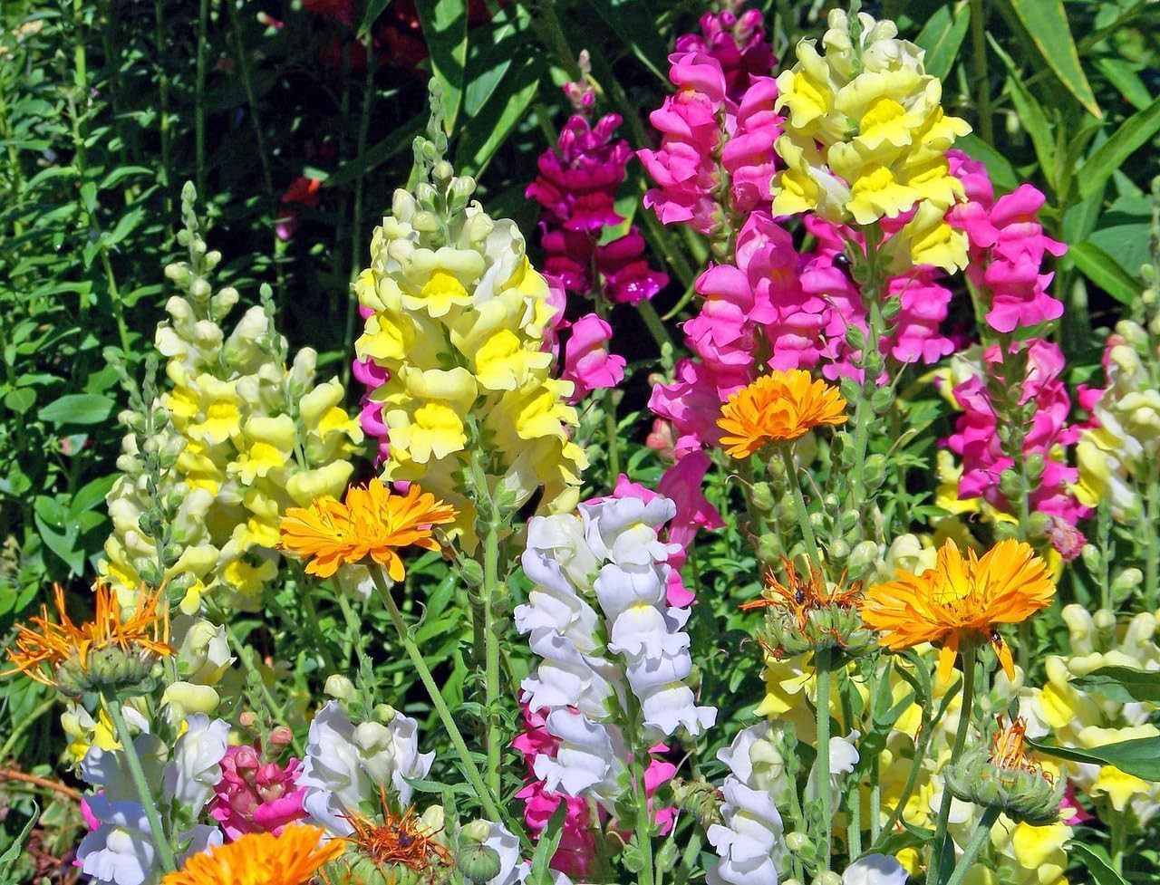 3000+ Giant Snapdragon Seeds Mixed Colors – Antirrhinum Majus Maximum Flower See