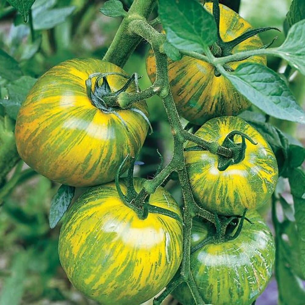 GREEN ZEBRA TOMATO ~30+ SEEDS – HEIRLOOM, NON-GMO, VEGETABLE GARDENING SEEDS