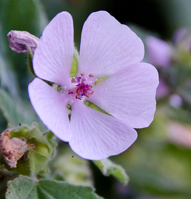 MARSHMALLOW Seeds *FREE Shipping!* Althaea officinalis Flowering Herb 100+ SEEDS