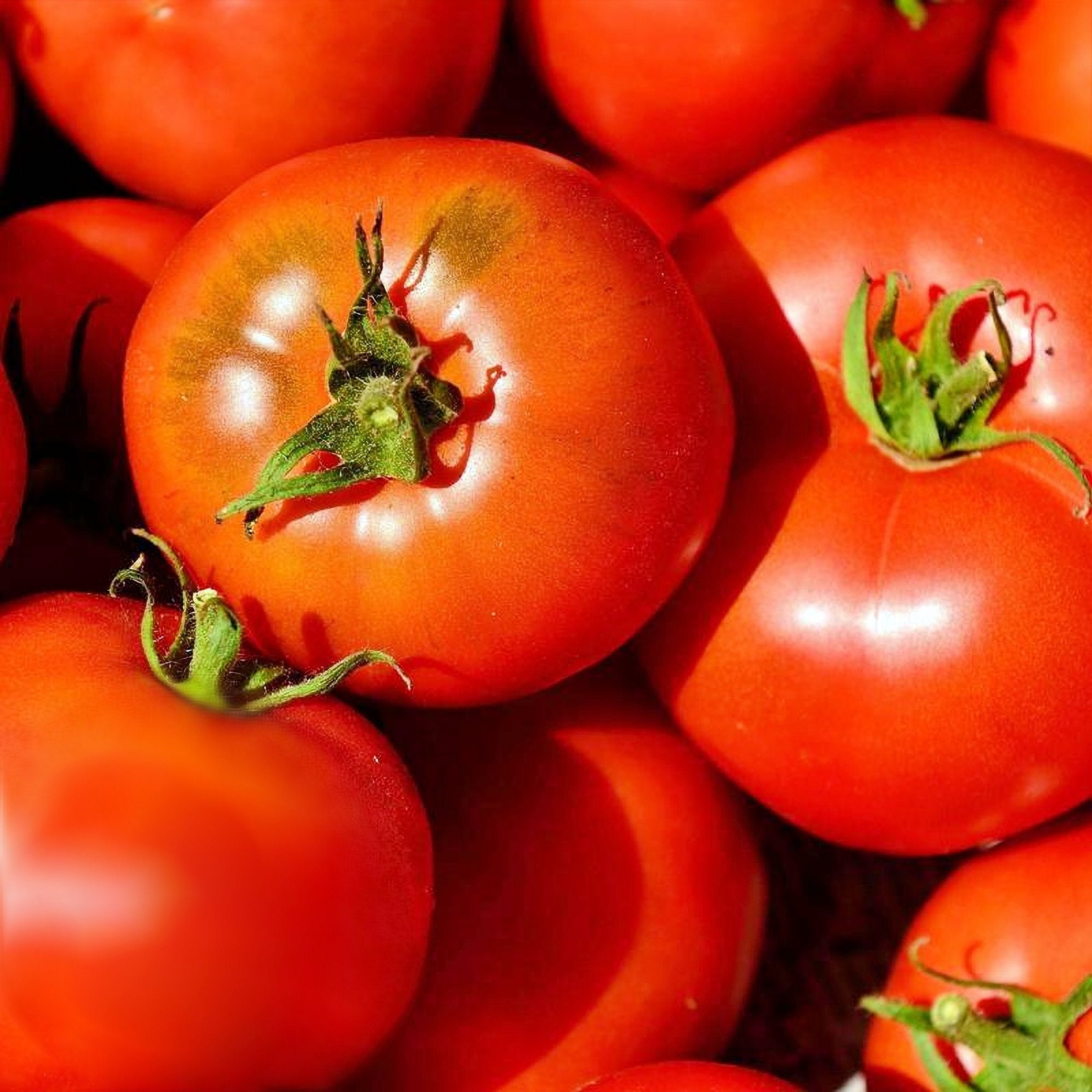 Ace 55, Tomato Seeds: Heirloom High Yield Vegetable Seeds