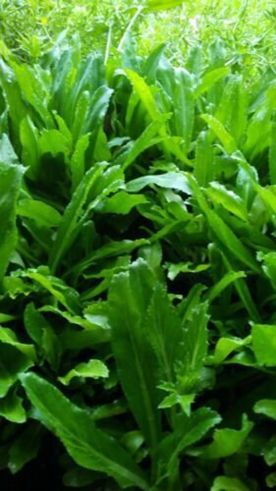 1000+++ CULANTRO SEEDS-NGÒ GAI-MEXICAN CORIANDER-庫蘭特羅-PUERTO RICAN-THAI PARSLEY