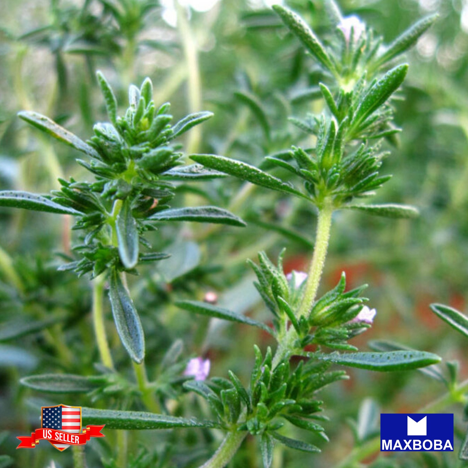 *250+ Savory Seeds Winter Non-GMO Heirloom