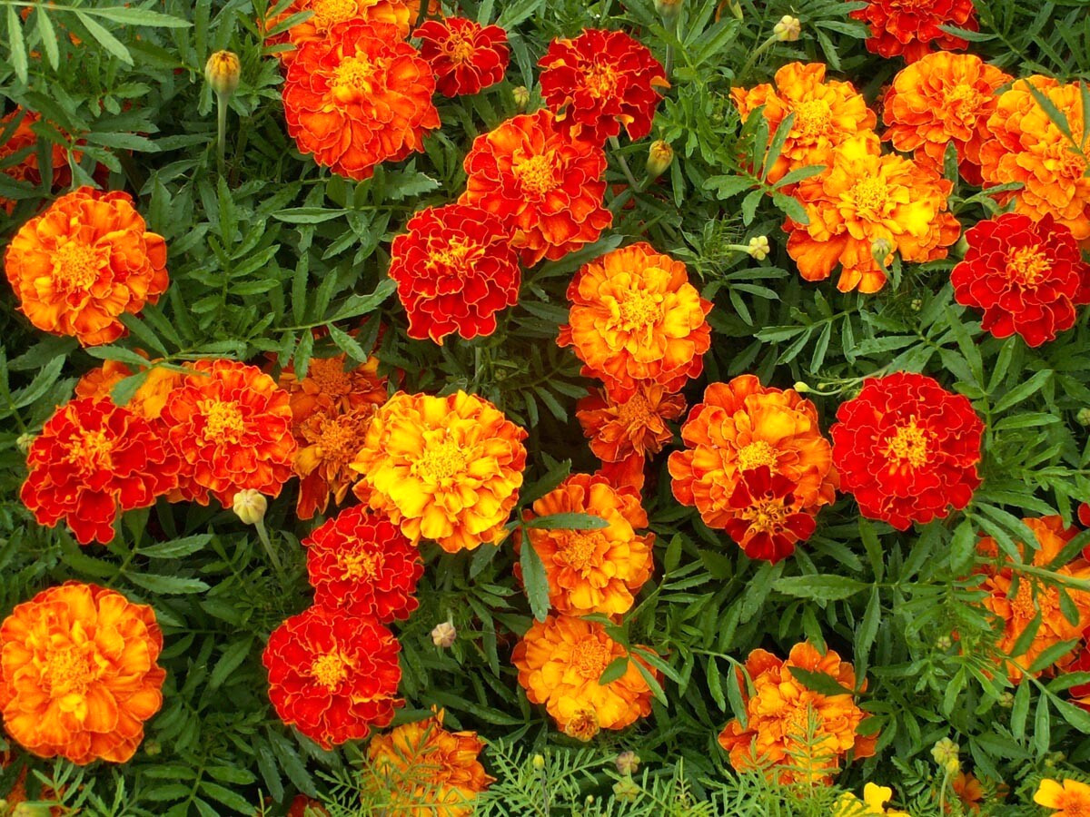French Sparky Marigold Flower Mix Tagetes 225 Seeds Bicolor Orange, Yellow & Red