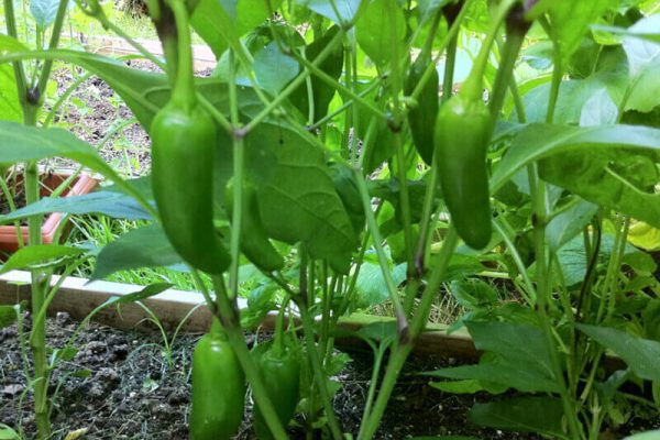Jalapeno Early Hot Pepper Seeds – 50 Seeds